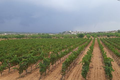 Erhvervsejendom i Binissalem, Mallorca, Binissalem - € 2.350.000 | Ref: 993 - foto 9