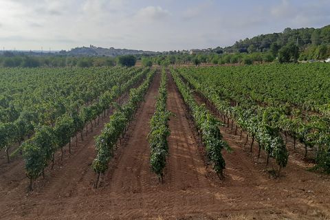 Erhvervsejendom i Binissalem, Mallorca, Binissalem - € 2.350.000 | Ref: 993 - foto 10