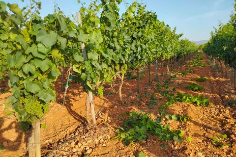 Erhvervsejendom i Binissalem, Mallorca, Binissalem - € 2.350.000 | Ref: 993 - foto 12
