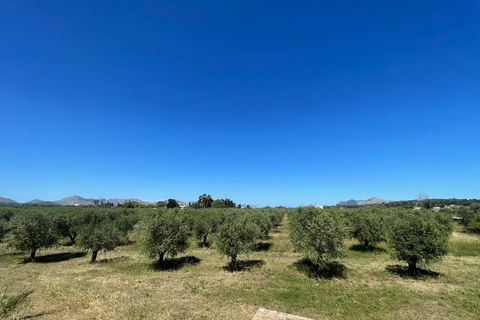 Terra a Alcudia, Mallorca, Alcudia - € 950.000 | Ref: 79202 - foto 2