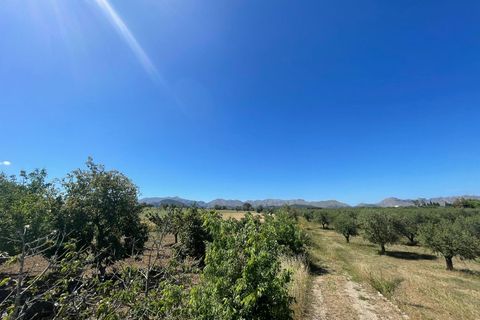 Terra a Alcudia, Mallorca, Alcudia - € 950.000 | Ref: 79202 - foto 5