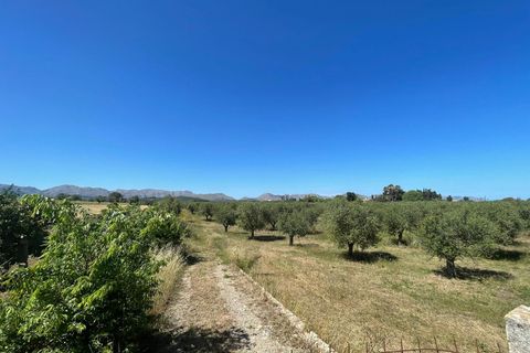 Terra a Alcudia, Mallorca, Alcudia - € 950.000 | Ref: 79202 - foto 6
