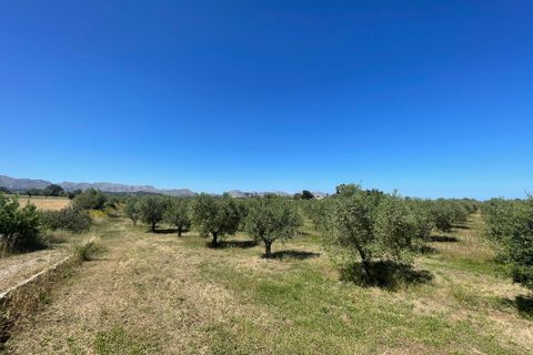 Terra a Alcudia, Mallorca, Alcudia - € 950.000 | Ref: 79202 - foto 7