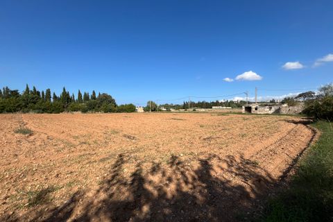 Terra a Muro, Mallorca, Muro - € 230.000 | Ref: 80138 - foto 9
