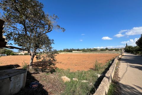 Terra a Muro, Mallorca, Muro - € 230.000 | Ref: 80138 - foto 11