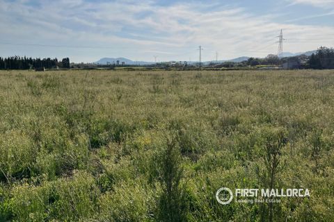 Terra a Alcudia, Mallorca, Alcudia - € 480.000 | Ref: 83450 - foto 3
