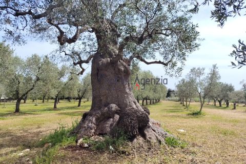 Villa i Carovigno, Brindisi, Carovigno - € 245.000 | Ref: 121110 - foto 22