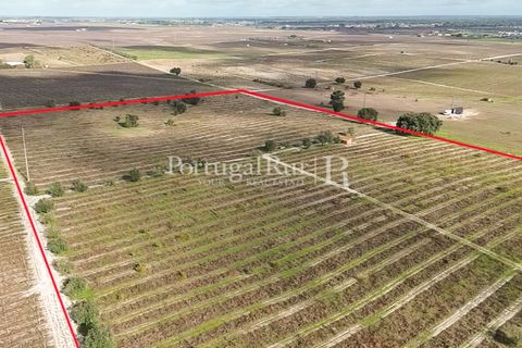 Helårsgrund i Palmela, Setubal, Palmela - € 650.000 | Ref: JF678 - foto 9