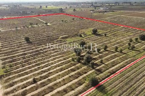 Helårsgrund i Palmela, Setubal, Palmela - € 650.000 | Ref: JF678 - foto 10