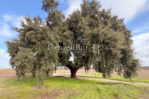 Helårsgrund i Palmela, Setubal, Palmela - € 650.000 | Ref: JF678 - foto 11