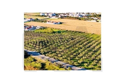 Terra a Alpiarca, Santarem, Alpiarca - € 49.250 | Ref: KWPT-022829 - foto 31