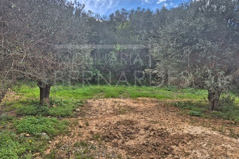Helårsgrund i Estoi, Faro, Estoi - € 70.000 | Ref: A5131 - foto 5