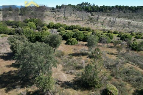 Terra a A do Bispo, Castelo Branco, A do Bispo - € 70.000 | Ref: 5032 - foto 6