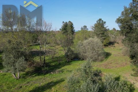 Terra a A do Bispo, Castelo Branco, A do Bispo - € 35.000 | Ref: 5033 - foto 7