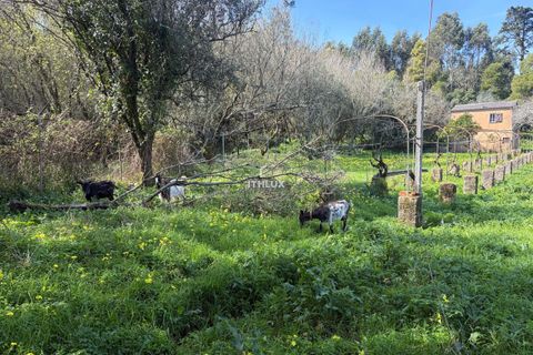 Farm hus i Sintra, Lisbon, Sintra - € 1.250.000 | Ref: ITH4049 - foto 15