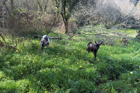 Farm hus i Sintra, Lisbon, Sintra - € 1.250.000 | Ref: ITH4049 - foto 16