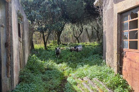 Farm hus i Sintra, Lisbon, Sintra - € 1.250.000 | Ref: ITH4049 - foto 17