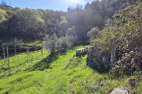 Granja a Armamar, Viseu, Armamar - € 975.000 | Ref: 852588 - foto 30