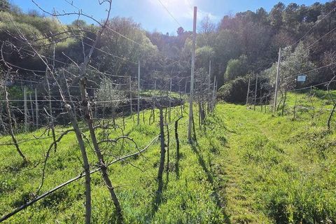 Granja a Armamar, Viseu, Armamar - € 975.000 | Ref: 852588 - foto 31
