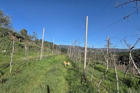 Granja a Armamar, Viseu, Armamar - € 975.000 | Ref: 852588 - foto 35