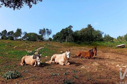 Helårsgrund i Sagres, Faro, Sagres - € 225.000 | Ref: 872063 - foto 31
