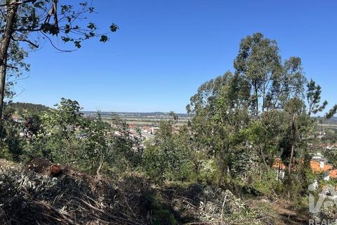 Terra a Coimbra, Coimbra, Coimbra - € 55.000 | Ref: 813994 - foto 3