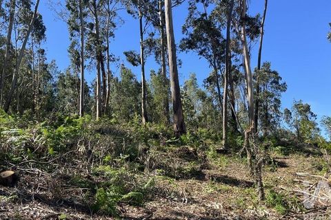 Terra a Coimbra, Coimbra, Coimbra - € 55.000 | Ref: 813994 - foto 5