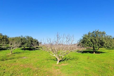 Helårsgrund i Albufeira, Faro, Albufeira - € 350.000 | Ref: 870453 - foto 17