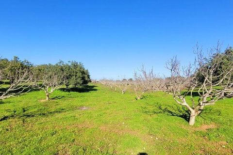 Helårsgrund i Albufeira, Faro, Albufeira - € 350.000 | Ref: 870453 - foto 18