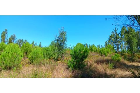 Terra a Macao, Santarem, Macao - € 65.000 | Ref: SÒL_297 - foto 8