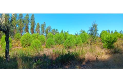 Terra a Macao, Santarem, Macao - € 65.000 | Ref: SÒL_297 - foto 10