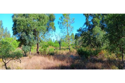Terra a Macao, Santarem, Macao - € 65.000 | Ref: SÒL_297 - foto 14
