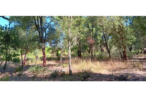 Terra a Macao, Santarem, Macao - € 65.000 | Ref: SÒL_297 - foto 16