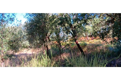 Terra a Macao, Santarem, Macao - € 65.000 | Ref: SÒL_297 - foto 18