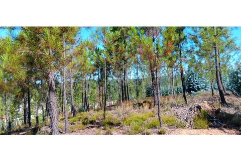 Terra a Macao, Santarem, Macao - € 65.000 | Ref: SÒL_297 - foto 21