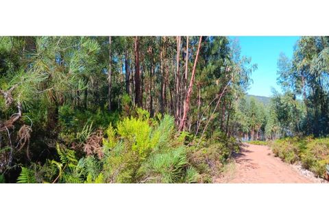 Terra a Macao, Santarem, Macao - € 65.000 | Ref: SÒL_297 - foto 28