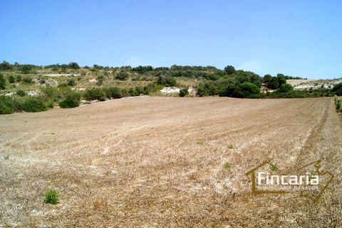 Terra a Manacor, Mallorca - foto 2