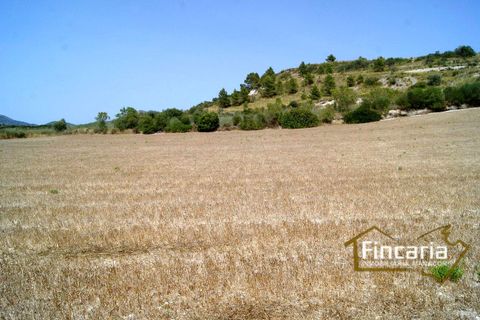 Terra a Manacor, Mallorca, Manacor - € 280.000 | Ref: FM-1518 - foto 8