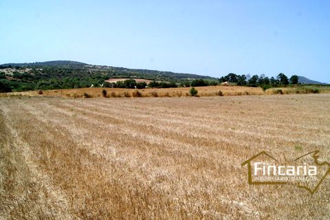Terra a Manacor, Mallorca, Manacor - € 280.000 | Ref: FM-1518 - foto 10