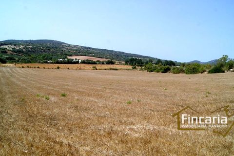 Terra a Manacor, Mallorca, Manacor - € 280.000 | Ref: FM-1518 - foto 12