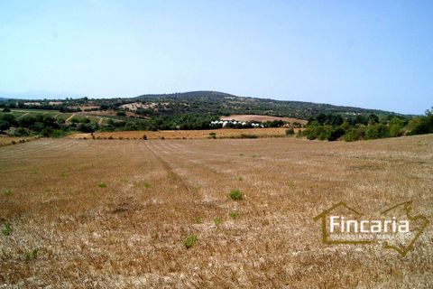 Terra a Manacor, Mallorca, Manacor - € 280.000 | Ref: FM-1518 - foto 14