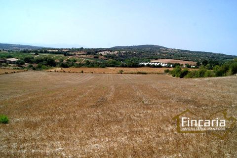 Terra a Manacor, Mallorca, Manacor - € 280.000 | Ref: FM-1518 - foto 16