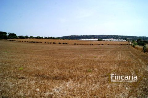 Terra a Manacor, Mallorca, Manacor - € 280.000 | Ref: FM-1518 - foto 23