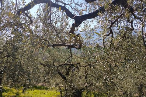Helårsgrund i Sirignano, Avellino, Sirignano - € 15.000 | Ref: 459578 - foto 5