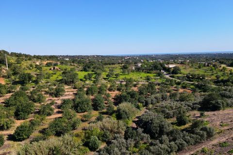 Erhvervsejendom i Estoi, Faro, Estoi - € 2.200.000 | Ref: RC007 - foto 15