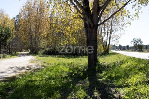 Helårsgrund i Cantanhede, Coimbra, Cantanhede - € 185.000 | Ref: ZMPT587430 - foto 7