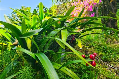 Villa a Ponta Delgada, Sao Miguel, Ponta Delgada - € 350.000 | Ref: AZ99030FR - foto 26