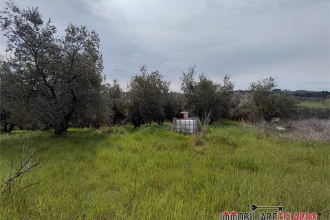 Terra a Poggibonsi, Siena, Poggibonsi - € 55.000 | Ref: MZD-2416 - foto 3