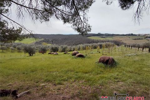Terra a Poggibonsi, Siena, Poggibonsi - € 55.000 | Ref: MZD-2416 - foto 8