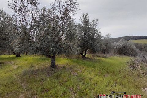 Terra a Poggibonsi, Siena, Poggibonsi - € 55.000 | Ref: MZD-2416 - foto 9
